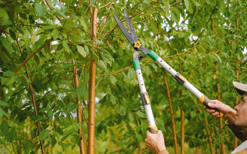 Tree trimming in Hadley, NY