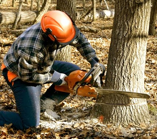 Tree Removal in Hadley, NY